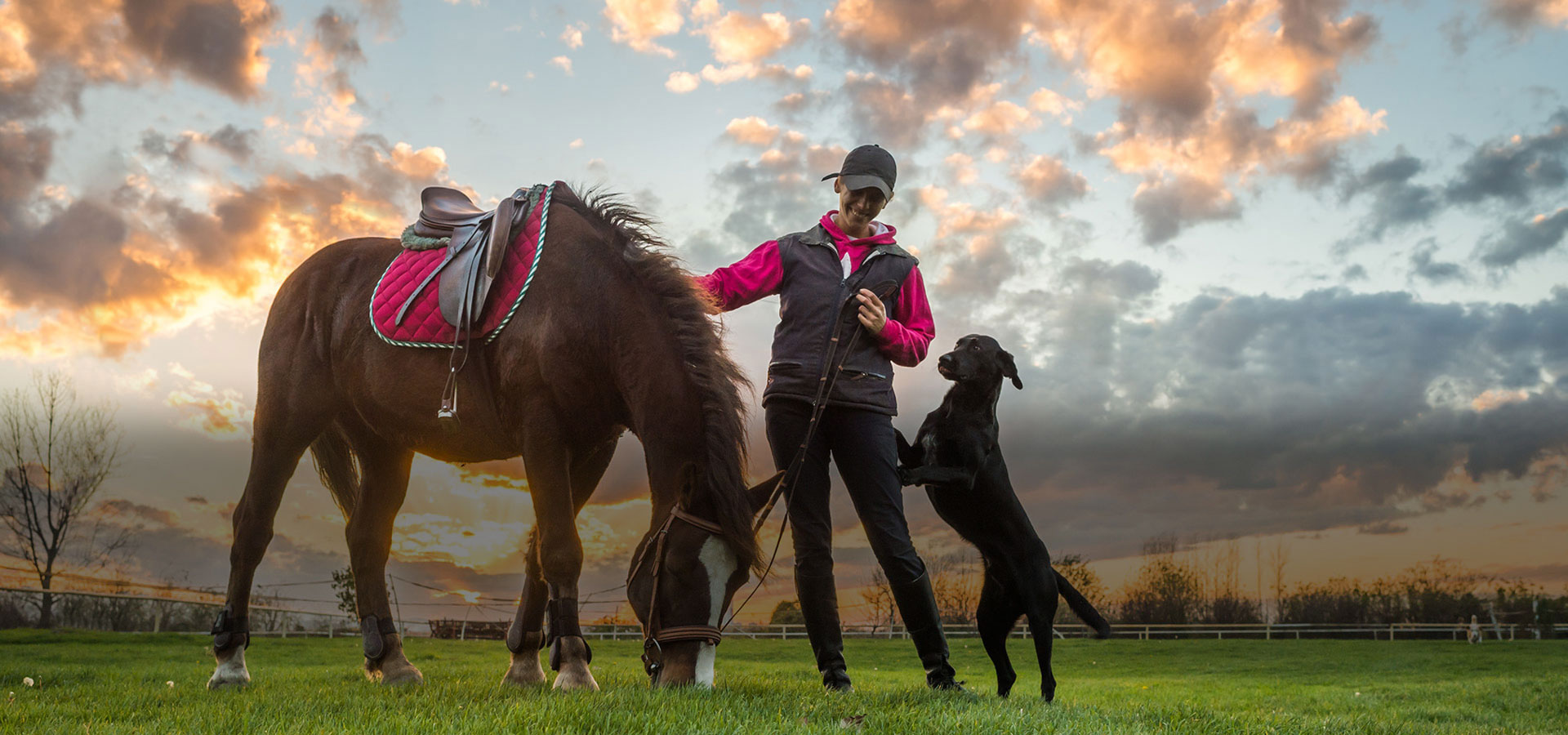 Horse Arthritis Supplements Free Shipping Orders Over 50 COMVET