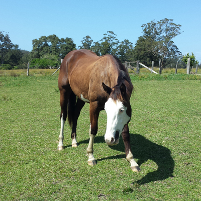 Ruben, 2 years, horse