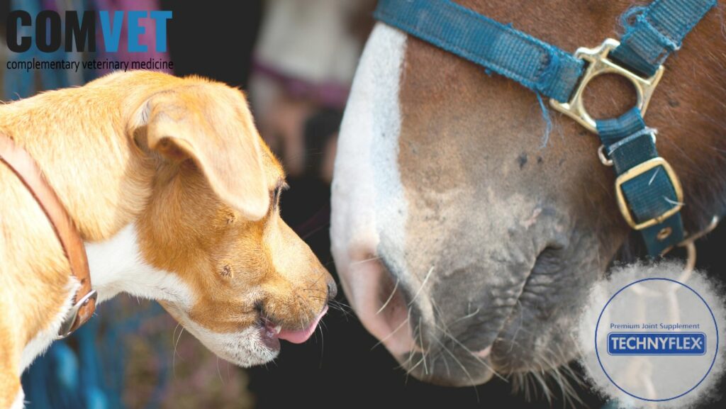 A dog smelling a horse with a Technyflex animal supplements logo