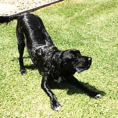 Black labrador playing after taking dog joint supplements by Technyflex
